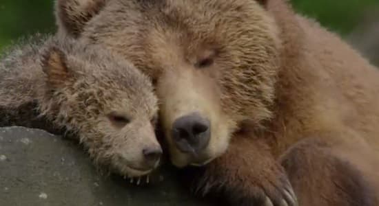Bears Still