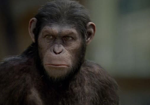 Andy Serkis in Rise of the Planet of the Apes