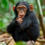 Chimpanzee Movie Review: Oscar's Amazing Story