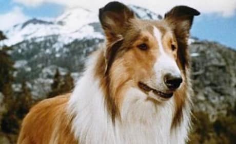 Lassie Photo