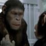 Rise of the Planet of the Apes Sequel