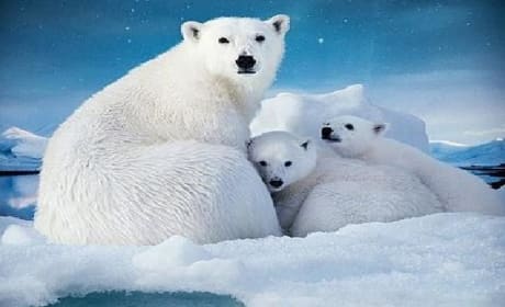 To the Arctic Trailer: Meryl Streep Narrates Polar Bear Beauty