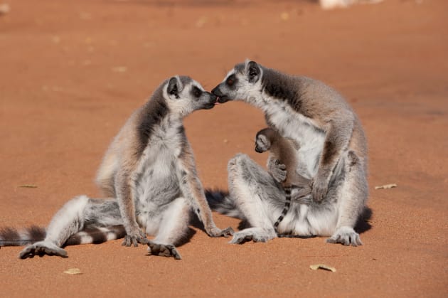 island lemurs madagascar review enlightening entertaining
