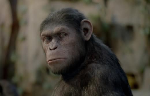 Rise of the Planet of the Apes Picture
