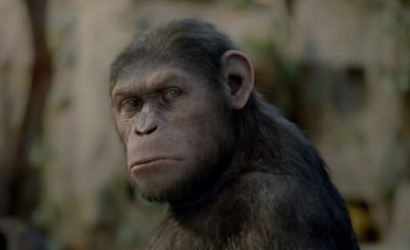 Rise of the Planet of the Apes Pic