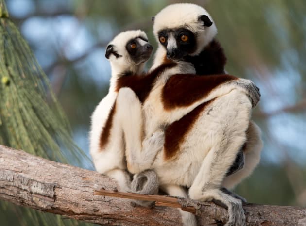 The Lemurs of Island of Lemurs: Madagascar