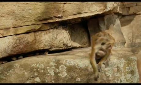 Monkey Kingdom Trailer: Disneynature Does it Again! 