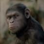 Rise of the Planet of the Apes Pic