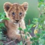 A Young Lion Cub