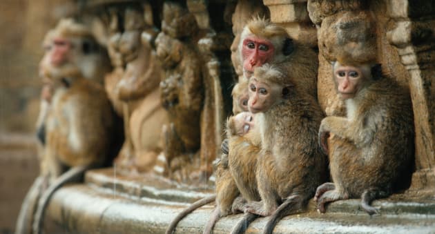 Monkey Kingdom Photo
