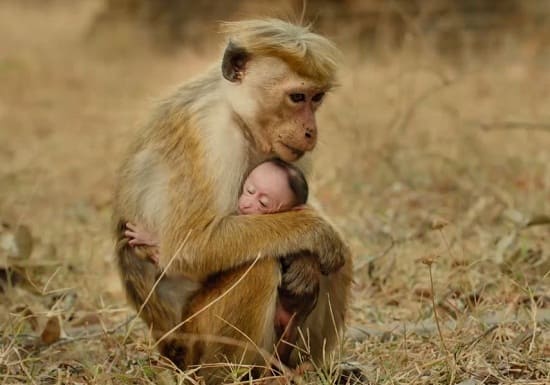Monkey Kingdom Still Photo