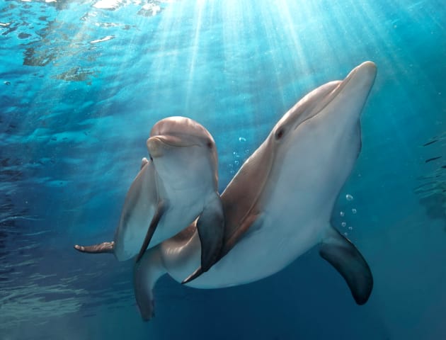 Dolphin Tale 2 Still Photo
