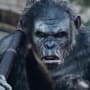 Dawn of the Planet of the Apes Ape Still