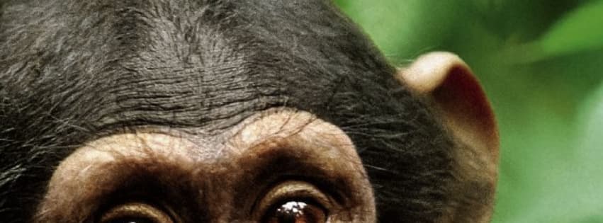 chimpanzee movie chimpanzee movie