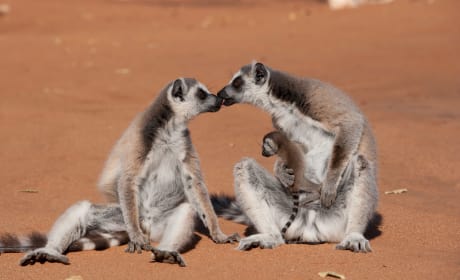 Island of Lemurs: Madagascar Photo
