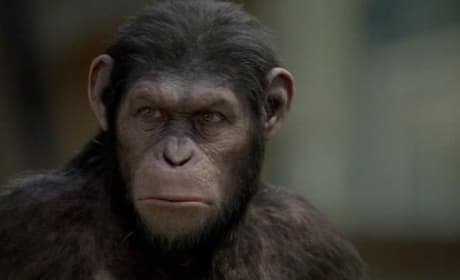 Andy Serkis in Rise of the Planet of the Apes