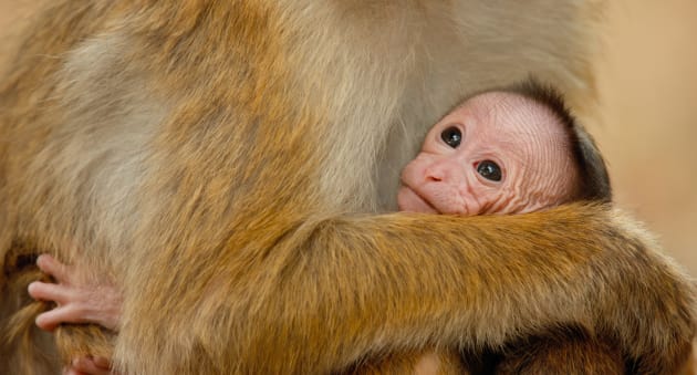 Monkey Kingdom Baby Photo