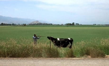Napoleon Dynamite Cow
