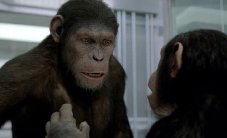 Rise of the Planet of the Apes Sequel