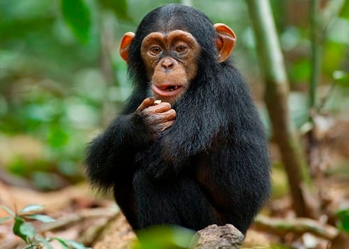 Oscar in Chimpanzee