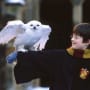 Harry Potter Picture