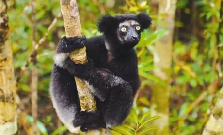 Island of Lemurs: Madagascar Trailer