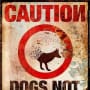 The Darkest Hour Warning Sign: Dogs Not Safe