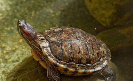 Real Red-Eared Sliders Turtle