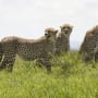 Cheetah Cubs All Grown Up