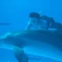 Dolphin Tale 3D Movie Review: Fine Family Film