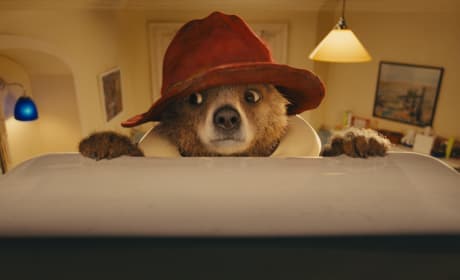 Paddington Bear Photo