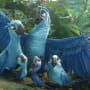 Rio 2 Jewel & Blu