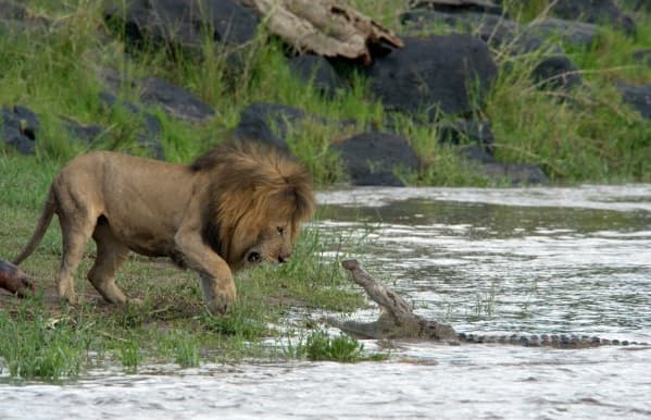 Wild African Cats Trailer Song