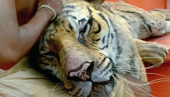Life of Pi Still