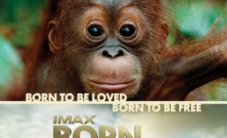 Born to Be Wild Poster