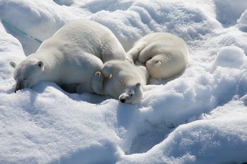 To the Arctic Review Image