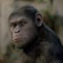 Rise of the Planet of the Apes Picture