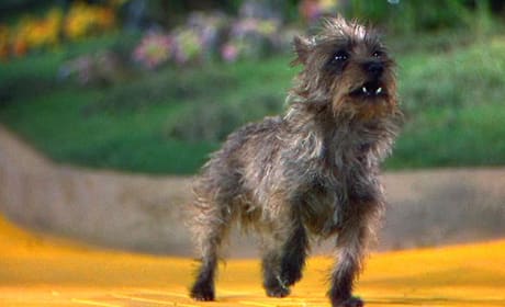 Toto Picture