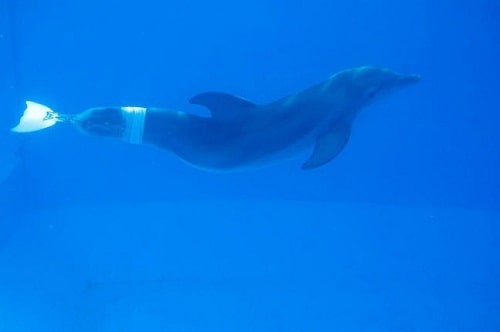 Winter in Dolphin Tale