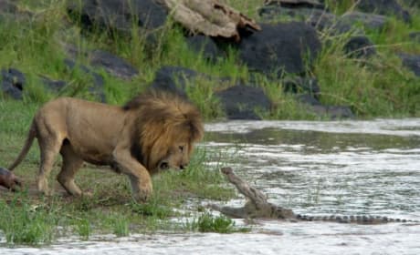 Defending the Pride