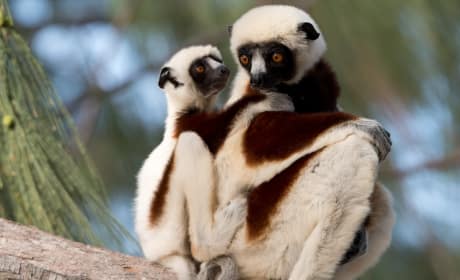 The Lemurs of Island of Lemurs: Madagascar