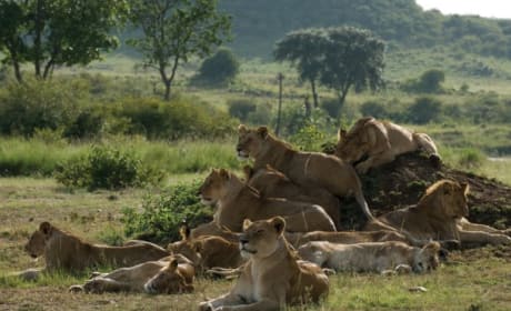 A Pride of Lionesses