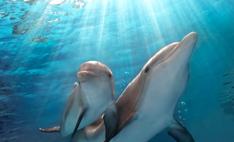 Dolphin Tale 2 Still Photo