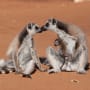 Island of Lemurs: Madagascar Photo