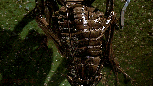 edgar-the-bug-men-in-black.gif