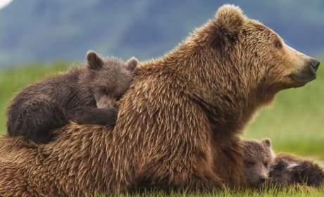 Bears Photo