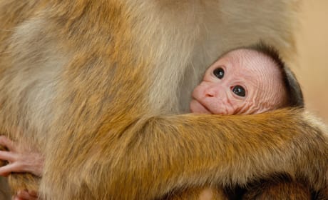 Monkey Kingdom Baby Photo