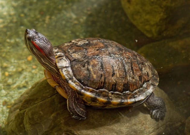 Real Red-Eared Sliders Turtle