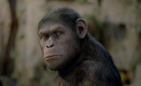 Rise of the Planet of the Apes Picture